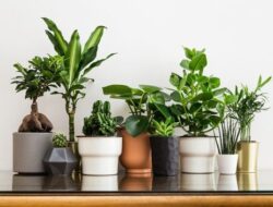 6 Tanaman Hias Ini Efektif Usir Serangga dari Dapur