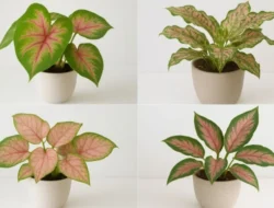 5 Tanaman Hias Gradasi Warna yang Cantik dan Instagramable