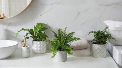 Tanaman Hias Terbaik untuk Kamar Mandi Lembap Tanpa Jendela
