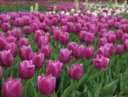 Cara Merawat Bunga Tulip di Indonesia Agar Subur